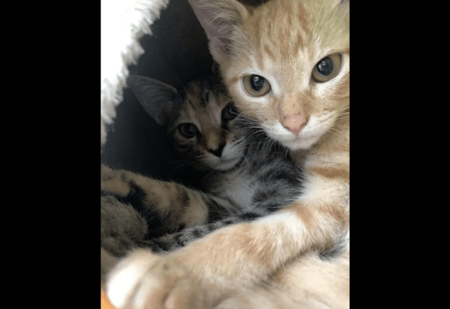 動物病院で…「鍵をかけたはずなのに！」愛猫の”まさかの行動”で⇒獣医「この子たちは頭がいい」