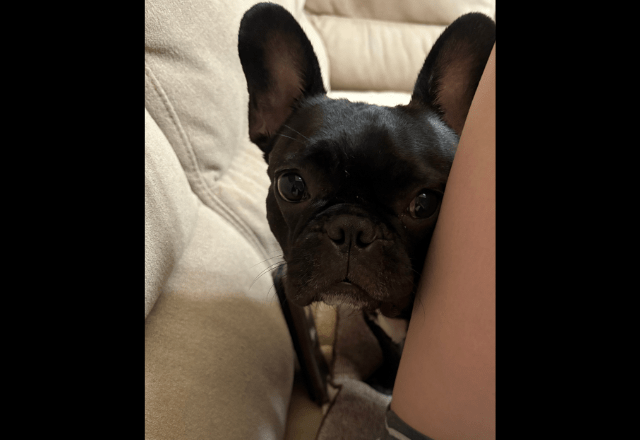 おやつが大好きなブルドッグ　飼い主がお菓子を食べていると…→予想外な場所からの覗きに「そんな目で見ないで〜」