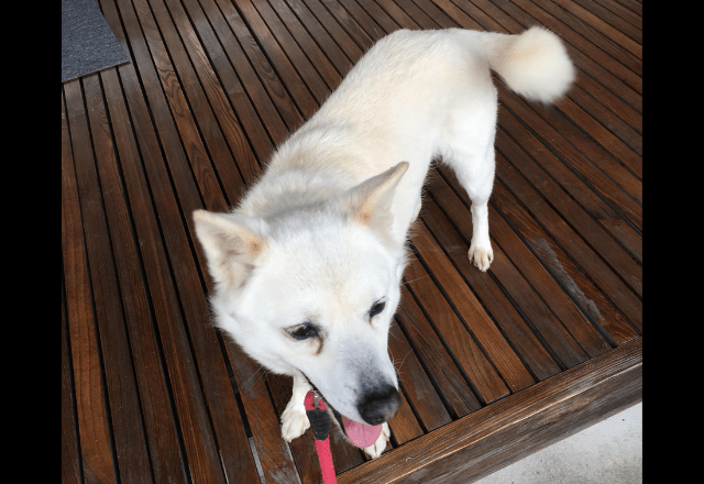 散歩に大喜びな愛犬　しかし、リードを付けた瞬間⇒玄関から”動かない理由”に「どっちなの？」「しっぽだけは元気」