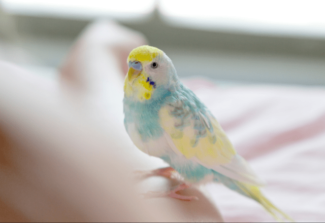 おしゃべりが上手なインコ　飼い主の腕に噛みつくと⇒インコの”まさかの一言”に「家族みんな大笑い」