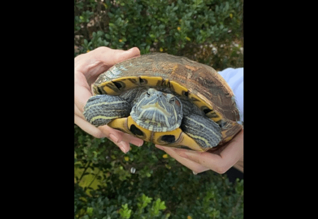 ベランダで飼っている亀　なぜかエレベーターの近くで発見⇒「なんでここに？！」亀がいた”まさかの理由”に驚愕