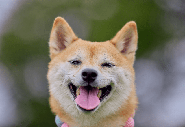 玄関で大はしゃぎする友達の犬　すると、足元にきて⇒まさかの行動に「えー！」「切り替えが激しい」