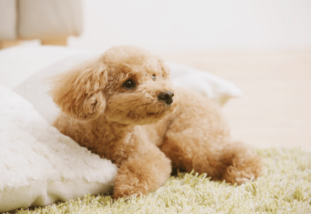 エアコンの風が好きな犬　お気に入りのぬいぐるみを集めると⇒思いがけない行動に「なんて可愛いの！」