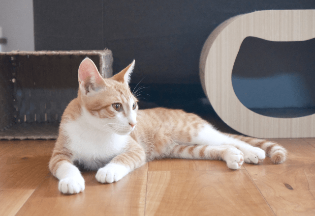 リモートワーク中…愛猫が資料チェック！？⇒敬語で報告した結果「にゃんこ上司」「上司の巡回」