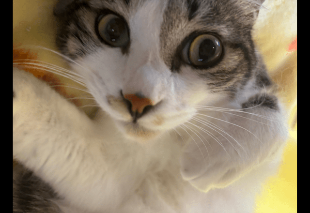 家の近くにいたガリガリの子猫　しかし”警戒心が強く”保護に苦戦…⇒最終手段を試すと「こんな罠に引っかかるとは」