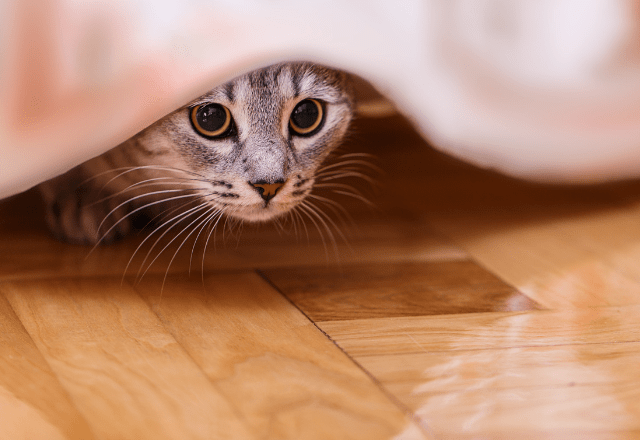 家の中から突然消えた猫　飼い主「どこいったの？」⇒ようやく”発見した場所”に「そりゃ分からん」