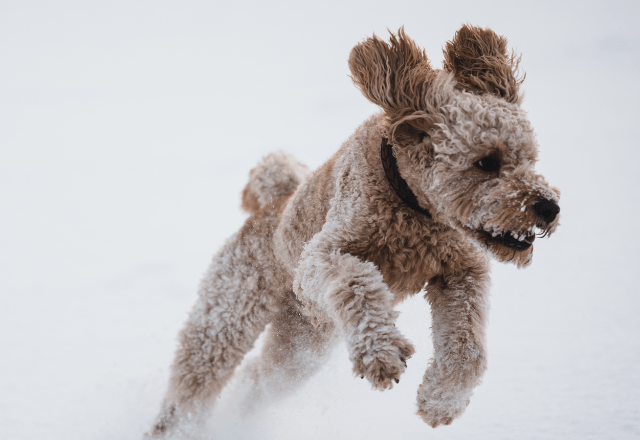 愛犬がゴミ袋を漁り中…背後から「ワッ！」次の瞬間⇒想像以上のリアクションに「怒るの忘れた」