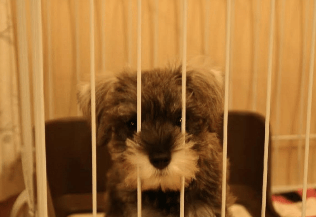 初めて飼った愛犬……白黒だった子犬が1年後→まさかの姿に「珍しいね！」