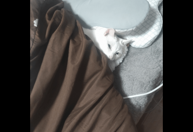 部屋からいなくなった猫　ベッドに入ろうとした瞬間⇒「同化しすぎ」まさかの場所に驚き！