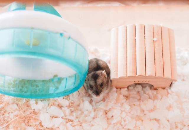 極度の人見知りなハムスター　夜中に響く音に違和感…⇒まさかの行動に「え、そこ？」「どうやって登った？」