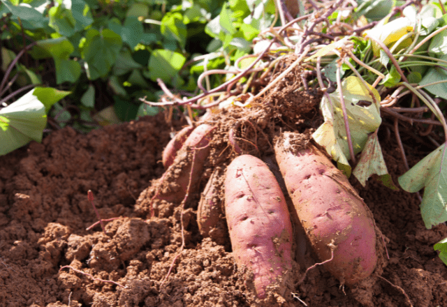 22歳の息子が泥だらけ！？70歳の祖母の“自慢げな様子”に⇒「言葉にできないほど幸せ」