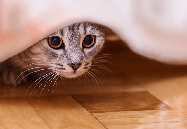 帰宅したら愛猫が消えた！？家中で名前を呼び、絶望した瞬間に⇒思わぬ場所から現れ「ここか」